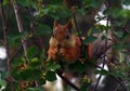 Cute squirrel eats berries on a tree in the forest Royalty Free Stock Photo