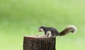 Cute squirrel eats nuts in the forest. Royalty Free Stock Photo