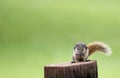 Cute squirrel eats nuts in the forest. Royalty Free Stock Photo