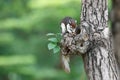 Cute squirrel eats nuts in the forest. Royalty Free Stock Photo