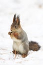 Cute squirrel eats nuts and seeds in the winter in the Park Royalty Free Stock Photo