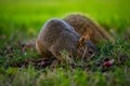 Cute squirrel forages for food in grass