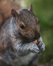 Cute squirrel gnawing nuts on the grass in the park Royalty Free Stock Photo
