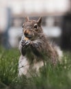 Cute squirrel gnawing nuts on the grass in the park Royalty Free Stock Photo
