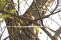 A cute squirrel in gray fur with red ears climbs a tree in the forest in winter Royalty Free Stock Photo