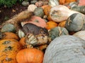 Cute squirrel hide in pumpkin patch