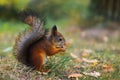 Cute squirrel on the lawn