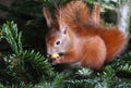 Cute Squirrel