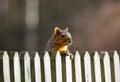 Cute Squirrel looking on wooden fence