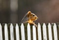 Cute Squirrel looking on wooden fence