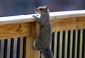 Cute Squirrel looking on wooden fence