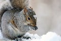 Lindo comer en madera cubrir en blanco nieve lindo roedor 