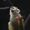 Cute Squirrel monkey eating grape Royalty Free Stock Photo