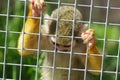 The cute squirrel monkey locked in a zoo cage Royalty Free Stock Photo