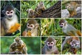 Cute squirrel monkey Saimiri subfamily: saimiriinae .Collage set.