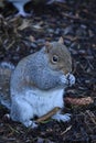 Cute squirrel nibbling on a nut in a natural setting Royalty Free Stock Photo
