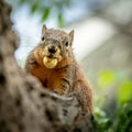 Cute squirrel with a nut in his mouth