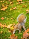 Cute squirrel playing with maple leaves in a grassy field during daytime Royalty Free Stock Photo