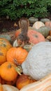 Cute squirrel posing in pumpkin patch when I take his pic Royalty Free Stock Photo