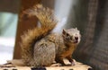 Cute squirrel Royalty Free Stock Photo