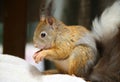 Cute squirrel Royalty Free Stock Photo