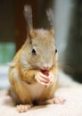Cute squirrel Royalty Free Stock Photo
