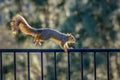 Cute squirrel running on California backyard fence.