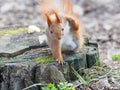 Cute squirrel scratches itself on stump in park Royalty Free Stock Photo
