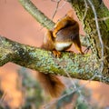 Cute squirrel sits on a tree and scrathes its back