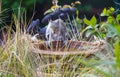 Cute squirrel sitting on a birdbath