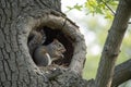 Squirrel in a tree. Squirrel sitting in its nest, the hole in the tree Royalty Free Stock Photo