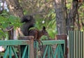 Cute squirrel sitting on the old peeling fence