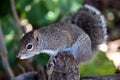 Curious squirrel. Royalty Free Stock Photo