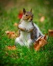 Cute Squirrel Standing in Grass Closeup Royalty Free Stock Photo