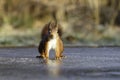 Cute squirrel standing on ice and looking around Royalty Free Stock Photo