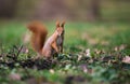 Cute squirrel standing on two paws.