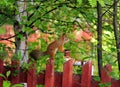 Cute Squirrel Standing Upright On A Fence In Norway