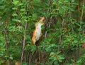 Cute squirrel stands on a tree Royalty Free Stock Photo