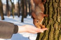 A cute squirrel takes a walnut from the palm of a human Royalty Free Stock Photo