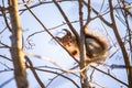 Cute Squirrel On A Tree Branch While Looking Downward At The Camera On A Sunny Day
