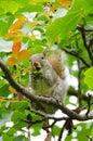 Cute squirrel, in a tree, eating an acorn Royalty Free Stock Photo