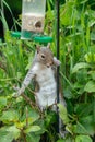 Cute squirrel trying to get to the sunflower seeds