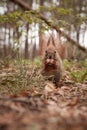 Cute squirrel with a walnut in the paws Royalty Free Stock Photo