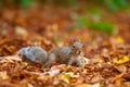Cute squirrel in the wild with autumn leaves as background