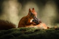 Cute squirrel (Sciuridae) eating a nut in a forest on the blurred background Royalty Free Stock Photo