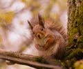 Cute squirrell sitting and looking Royalty Free Stock Photo