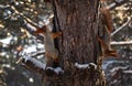 Cute squirrels on pine tree in winter forest