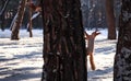 Cute squirrels on pine tree in winter forest