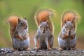 Cute squirrels