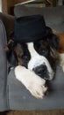 Cute St. Bernard Wearing Fedora Hat